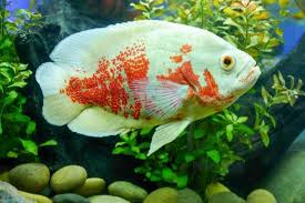 Oscar fish (astronotus ocellatus) before being named as oscar, it was given the name of seafaring genus classification lobotes. Oscar Fish Behavior Habitat Care And Tank Mates