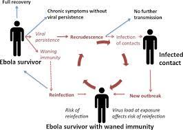 Ebola, infectious disease caused by a virus of the family filoviridae that is responsible for a severe and often fatal viral hemorrhagic fever. Recurrence And Reinfection A New Paradigm For The Management Of Ebola Virus Disease International Journal Of Infectious Diseases
