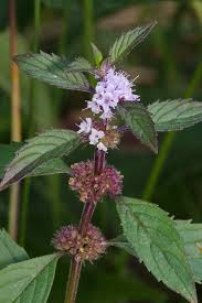 Indian dishes can easily be considered some of the world's most flavorful. Mentha Canadensis Wikipedia