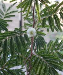 Image result for Acacia angustissima