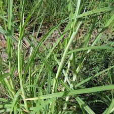 Image result for Cenchrus clandestinus