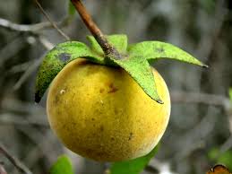 Image result for Diospyros dichrophylla