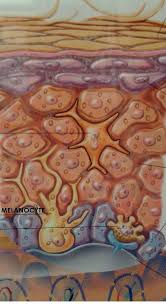 Image result for Melanocyte