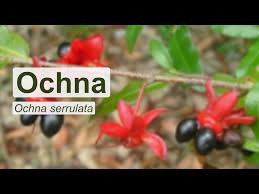 Image result for Ochna oxyphylla