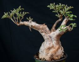 Image result for Cyphostemma barbosae