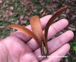 Image result for Eriocaulon bongense