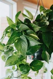 How i grow massive pothos & philodendron vines: Devil S Ivy Easy Guide How To Grow And Care For Devil S Ivy