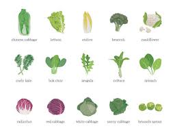 Image result for Brassica