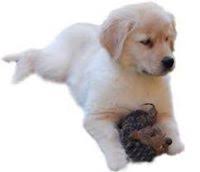 Golden retriever puppies for sale in maineselect a breed. Golden Retriever Puppies For Sale In Maine Golden Retriever Breeders And Information