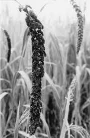 Image result for Echinochloa frumentacea