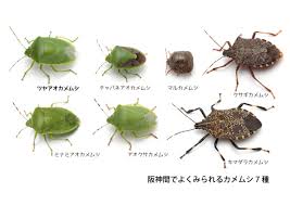 カメムシ 種類 数