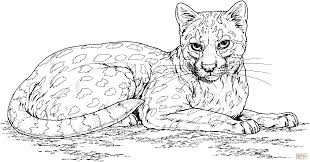 The Ocelot Also Known As The Dwarf Leopard Is A Wild Cat Distributed Extensively Within South America The Coat Of Oce Desenhos Para Colorir Colorir Desenho