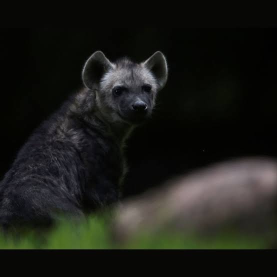 Rare Striped Hyena Caught on Camera at Delhi Sanctuary for First Time | India News - News18