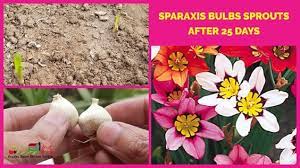 How To Get Sparaxis Bulbs Sprouts Within 25 Days Harlequin Flowers Spr Bulb Flowers Bulb Flowers