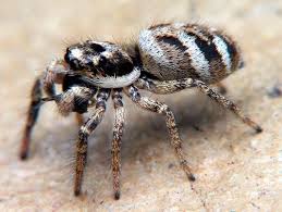 zebra spider zebra jumping spider domyown com