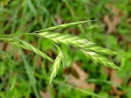 Image result for Bromus catharticus