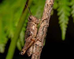 If you do everything right, there will be fewer instances when you have to use organic or chemical sprays in your home vegetable garden. What Are Grasshoppers How To Control Them In Your Garden Yates