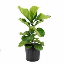 My style has definitely transitioned over the past few years, and i am loving the bolder colors and more simplistic decor situations. Fiddle Leaf Fig Ficus Houseplants For Sale Ebay