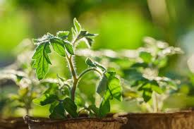 But as the temperature starts to cool slightly, there is opportunity for a some late summer planting cabbage: Tips For Late Tomato Planting In Hot Summer Areas