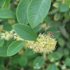 Image result for Seddera suffruticosa