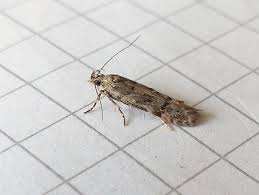 Image result for Teleiopsis diffinis