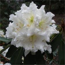 Rhododendron Decorum Agm Dry Shade Plants Rhododendron Fragrant Plant