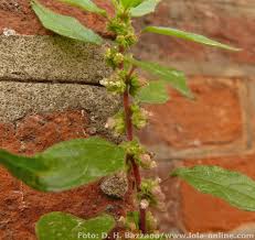 Image result for Parietaria debilis