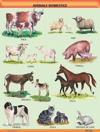 Au ca sarcină de lucru recunoașterea și identificarea animalelor prin . Planse Planse Didactice De Perete Pentru Gradinita Editura Caba