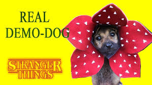 Stranger Things Make Real Demodog With Dog Hat Diy Craft Stranger Things Halloween Costume Stranger Things Halloween Stranger Things