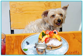 Monkeys love them, humans crave them on cornflakes, and dogs may even drool when offered a reward of banana bits. Is It Safe For Pets To Eat Pancakes Welcome To The Insurance Emporium