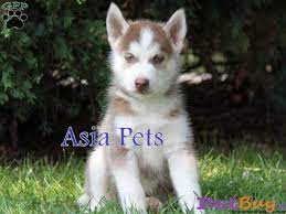 Buy and sell on gumtree australia today! Siberian Husky Puppy For Sale In Bangalore Best Price