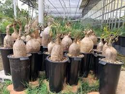 Image result for Adenium swazicum
