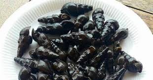 Namun kali ini agak berbeza selepas ibunya sendiri bertanyakan kepada penjual siput sedut bagaimana caranya untuk menyimpan siput sedut untuk dimasak pada hari berikutnya. Manfaat Siput Sungai Yang Perlu Diketahui