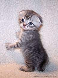 Scottish Fold Munchkin Cat Scottish Kilt Cat Non Standard Scottish Kilt Male Silver Tabby Short Hair 4 Weeks Old So P Cat Memes Cute Cats Munchkin Kitten