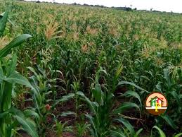 Po box 75, brighouse, west yorkshire hd6 3wf. Land For Sale In Bwabulamira Kayunga Uganda Code 62091 20 06 2021