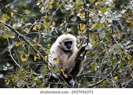 Image result for Hylebates cordatus