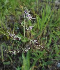 Image result for Poa binata