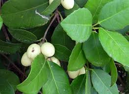 Image result for Englerodendron