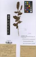 Image result for Eriosema parviflorum