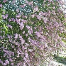 Carmichaelia Stevensonii Weeping Broom Southern Woods Plants Garden Broom