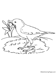 Rufous Bellied Thrush Coloring Page In 2020 Coloring Pages Coloring Pages For Kids Color