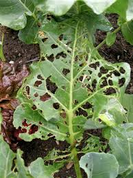 Check spelling or type a new query. What Is Eating My Basil And Peppermint Helpfulgardener Com