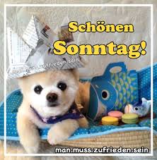 Eine gute mischung von 250 gute nacht grüßen in form von sprüchen und bildern. Schonen Sonntag Hunde Bilder Gbpicsbilder Com