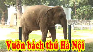 Trong một nỗ lực để bắt đầu cuộc sống của mình hơn, ông mua một ngôi nhà lớn có một sở thú. Be Xem Cac Con Váº­t Trong VÆ°á»n Bach Thu Kenh Em Be Youtube