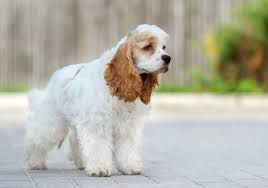 We did not find results for: Malamoyt Alaskas Mia Isxyrh Kai Omorfh Fylh Alpha Dogs