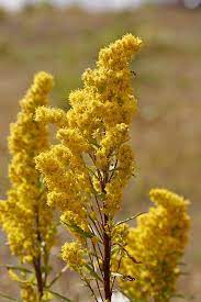 Canada Goldenrod Solidago Canadensis Wildflower Canadensis Wild Flowers Goldenrod