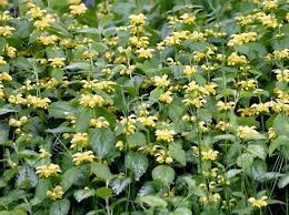 Image result for Lamium galeobdolon