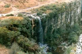 Image result for Cyathea dregei