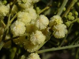 Image result for Acacia mearnsii