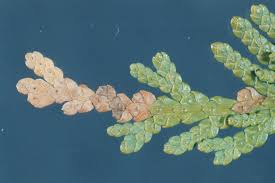 Image result for argyresthia thuiella thuja symptoms